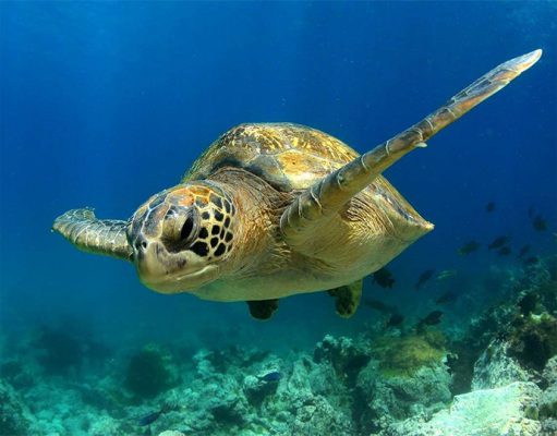 Thanda Private Island gallery