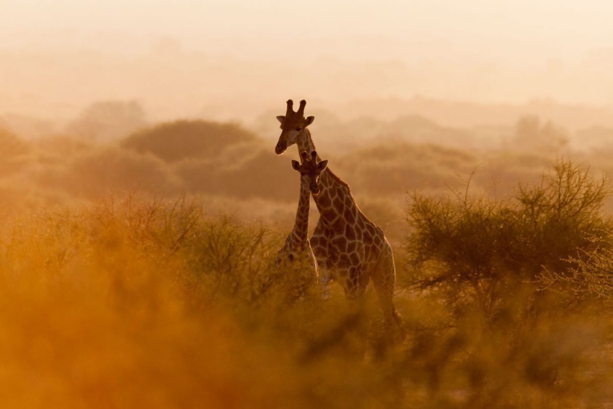 The Giraffe Marataba Conservation Camps Luxury Safari Giraffe Manor