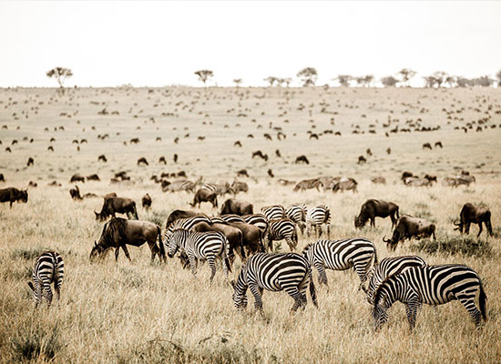Safari Migration Camps Tanzania