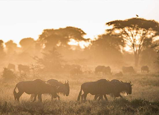 Nyasi Migrational Camp, Serengeti National Park, Tanzania