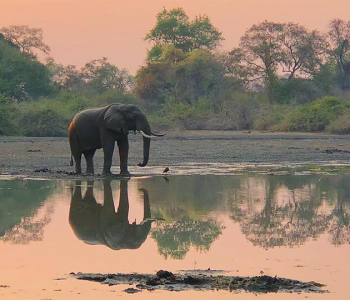 ABCF’s Conservation Report 2024