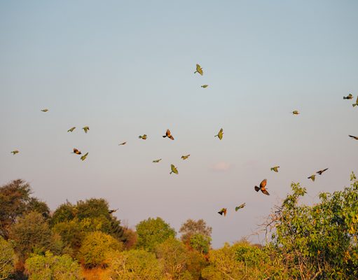 Ntemwa Busanga Camp gallery