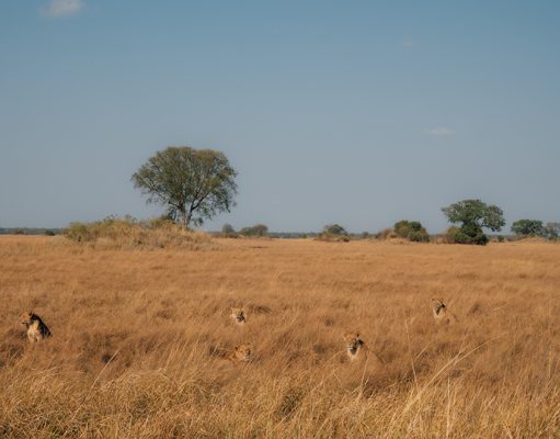Ntemwa Busanga Camp gallery
