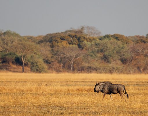 Ntemwa Busanga Camp gallery