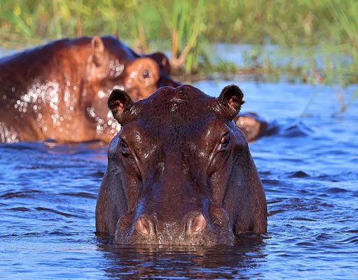 Nkasa Linyanti gallery