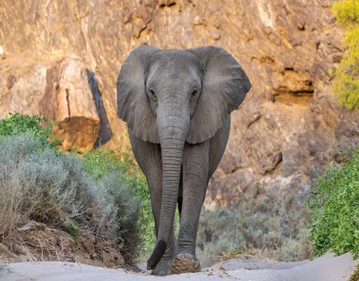 Hoanib Elephant Camp gallery