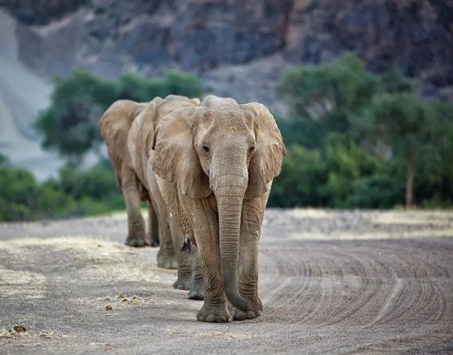 Hoanib Elephant Camp gallery