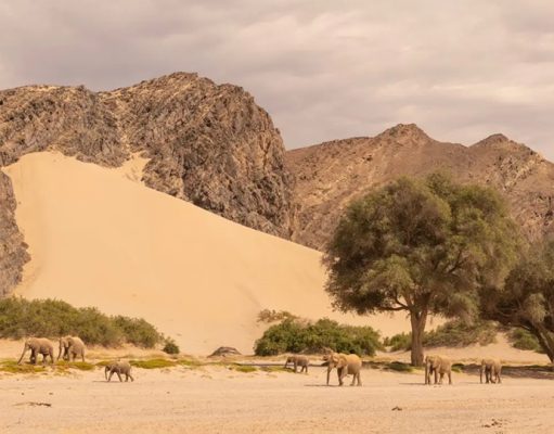 Hoanib Elephant Camp gallery