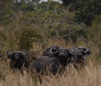 Night Safaris