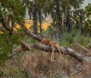 Gorongosa – The Most Exciting Park